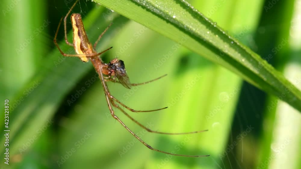 Shadow Stretch-spider, long-jawed orb weaver eats prey on a web. His Latin name is Tetragnatha montana Shadow Stretch-spider, long-jawed orb weaver eats prey on a web. His Latin name is Tetragnatha montana