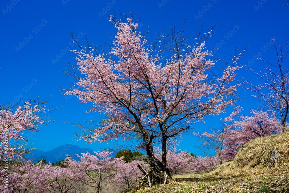 長湯温泉の大漁桜