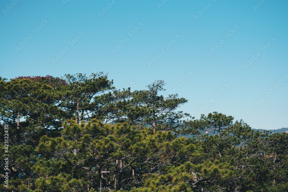 Panorama Bird's eye view of treetop. Evergreen coniferous pine tree, clusters of long needle shaped leaves. Forest grow. Sun day, clear blue sky. Calm fresh summer mood concept. Nature background
