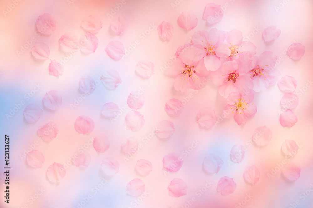 桜の花 桜の花