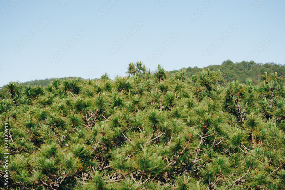 Panorama Bird's eye view of treetop. Evergreen coniferous pine tree, clusters of long needle shaped leaves. Forest grow. Sun day, clear blue sky. Calm fresh summer mood concept. Nature background Panorama Bird's eye view of treetop. Evergreen coniferous pine tree, clusters of long needle shaped leaves. Forest grow. Sun day, clear blue sky. Calm fresh summer mood concept. Nature background