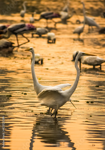 Great White Egrets hunting fish in the marshland waters. White heron with water background photo