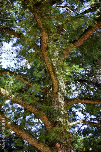 京都の植物園の樹木