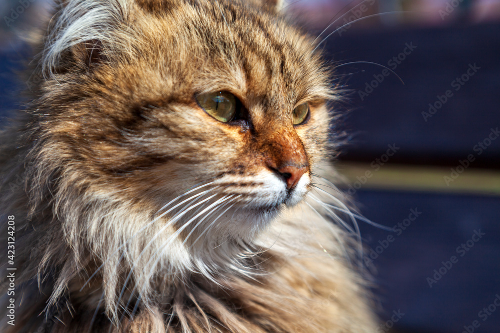 Big beautiful bengal cat on the street, head close up, selective focus on eyes Big beautiful bengal cat on the street, head close up, selective focus on eyes