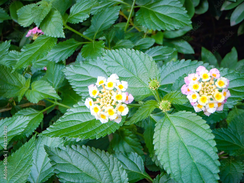 花 花