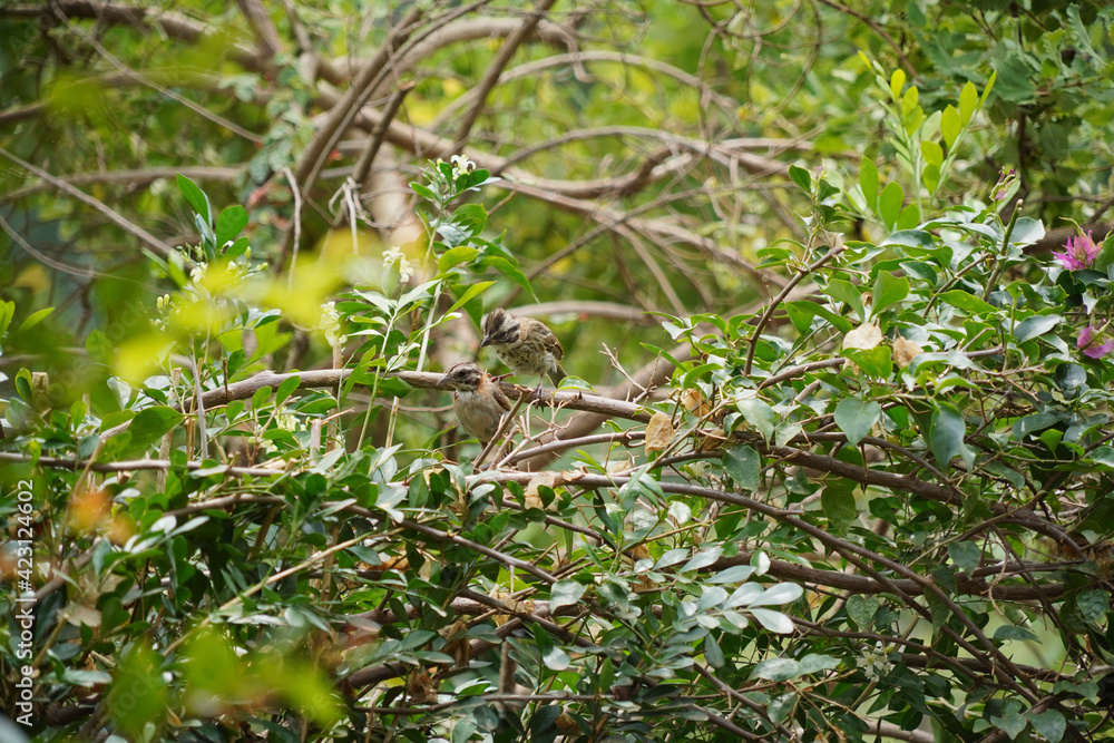 Rufous-collared Sparrow bird on a branch Rufous-collared Sparrow bird on a branch