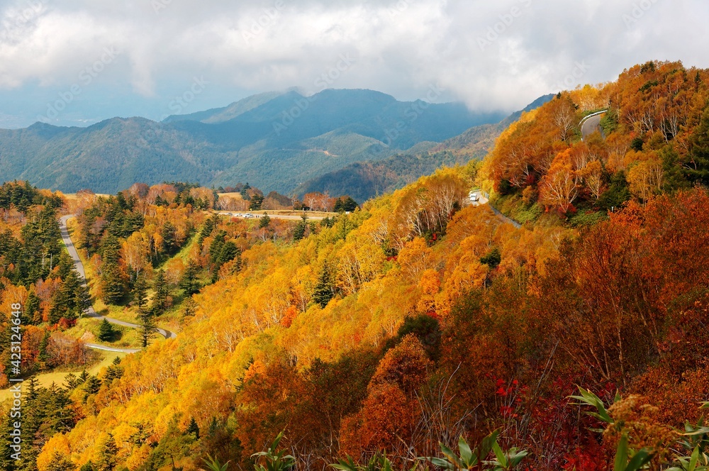 Autumn scenery of a mountain highway winding through colorful forests on the mountainside in Shiga Kogen Highland, a beautiful national park & tourist destination in Nagano Japan Autumn scenery of a mountain highway winding through colorful forests on the mountainside in Shiga Kogen Highland, a beautiful national park & tourist destination in Nagano Japan