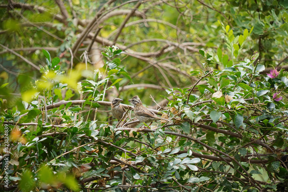 Rufous-collared Sparrow bird on a branch