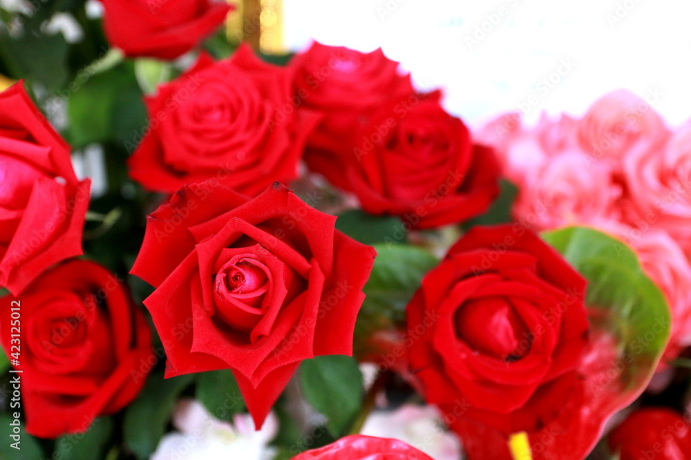 Close up red roses for background,or heart love. Close up red roses for background,or heart love.