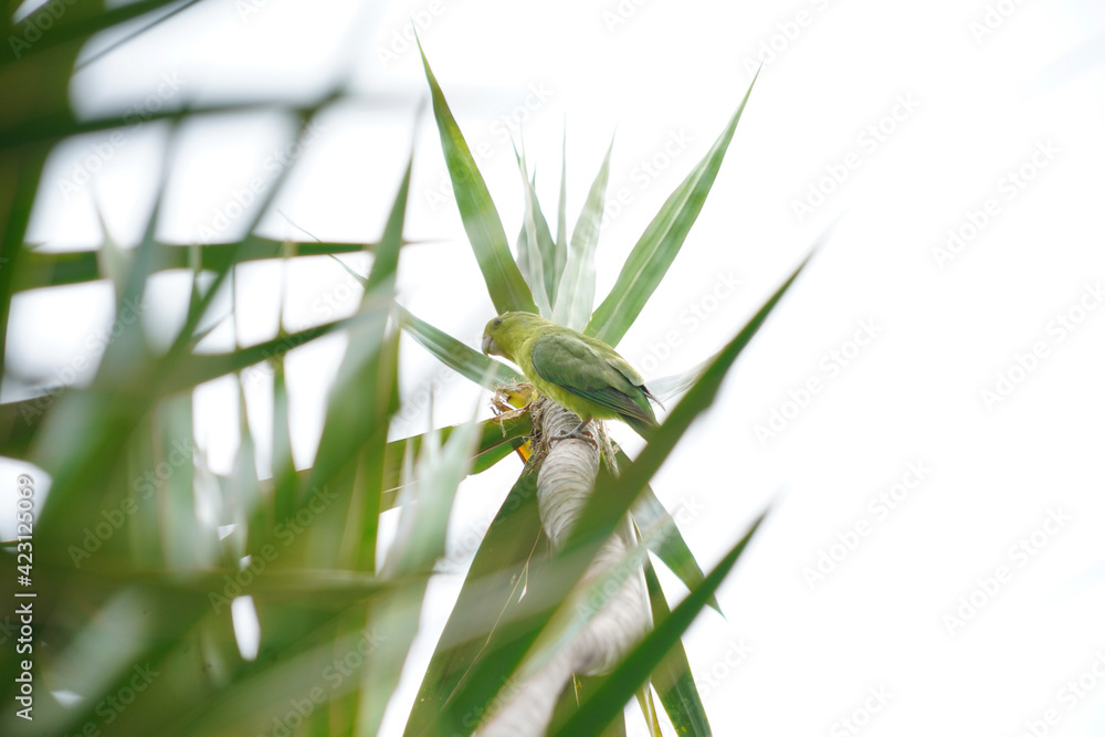 Yellow-chevroned Parakeet bird on a green leaf