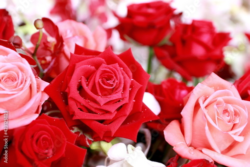 Close up red roses  for background or heart love.