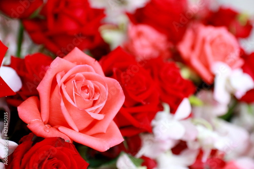 Close up red roses  for background or heart love.