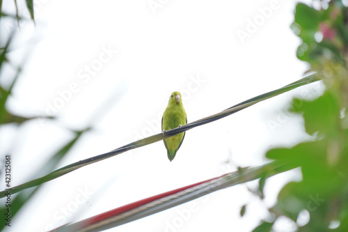 Yellow-chevroned Parakeet bird on a green leaf photo