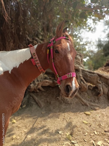 portrait of a horse