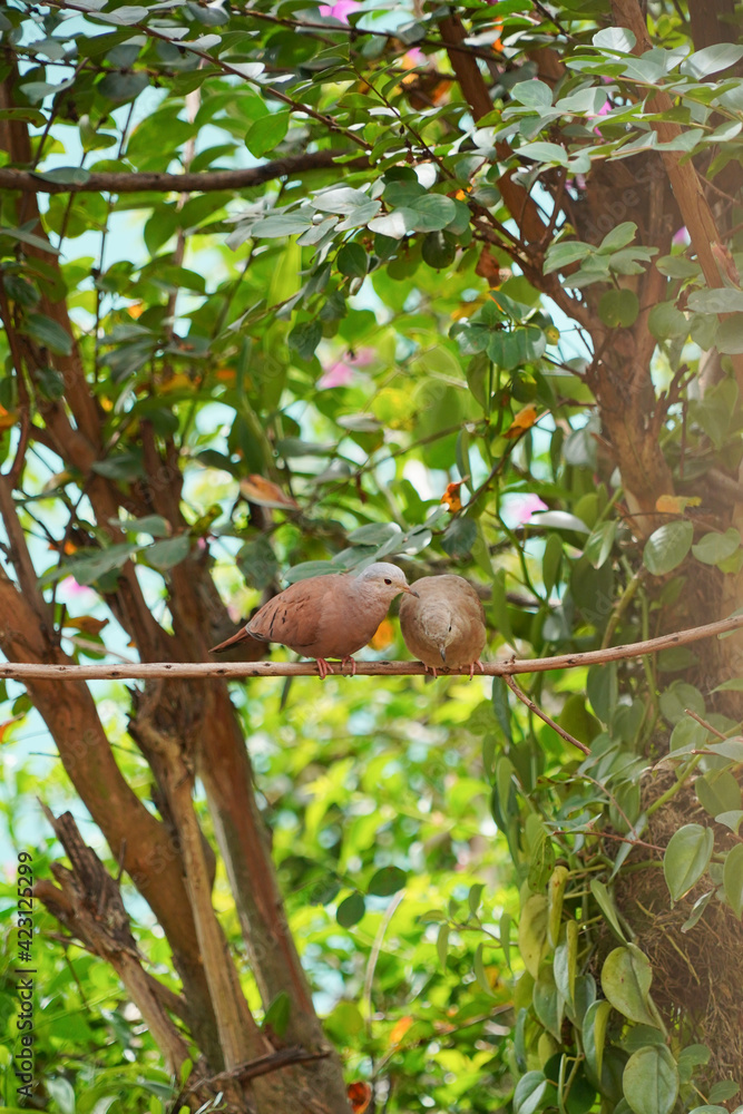 Fototapeta premium Dove birds on a tree