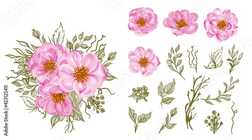 elegant beautiful flower baby rose pink isolated