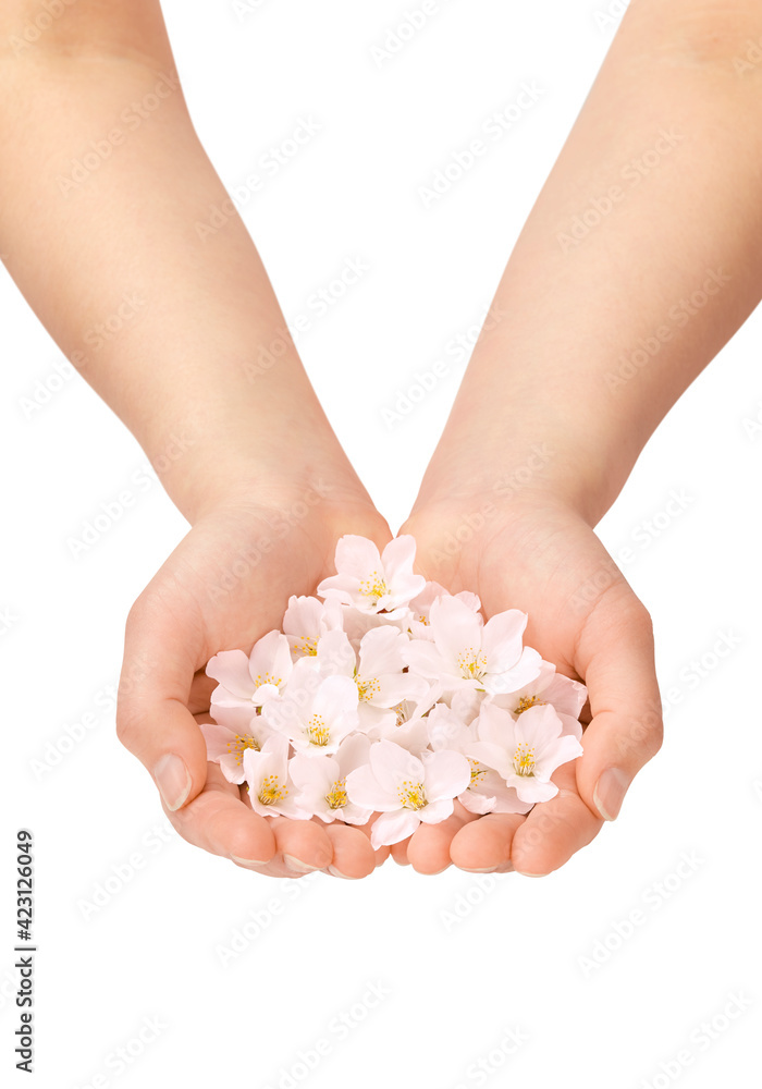 手のひらに桜の花びら 手のひらに桜の花びら