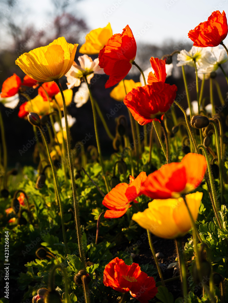 Naklejka premium field of poppies