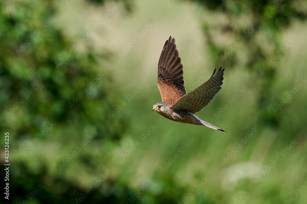Fototapeta premium Common kestrel (Falco tinnunculus)
