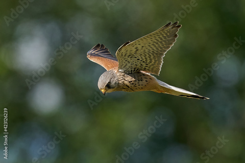 Common kestrel (Falco tinnunculus)