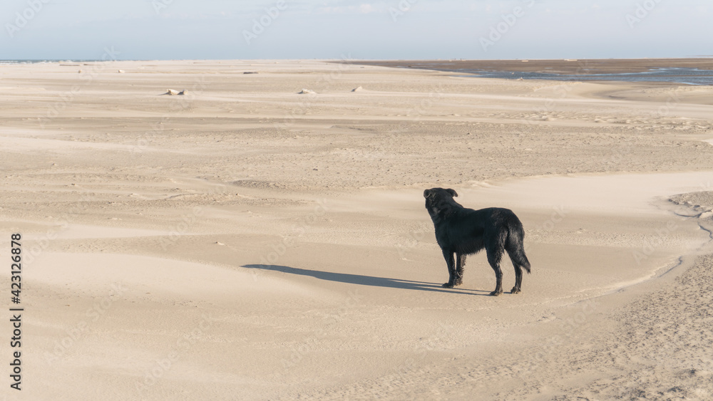 A dog looking forward in desert A dog looking forward in desert