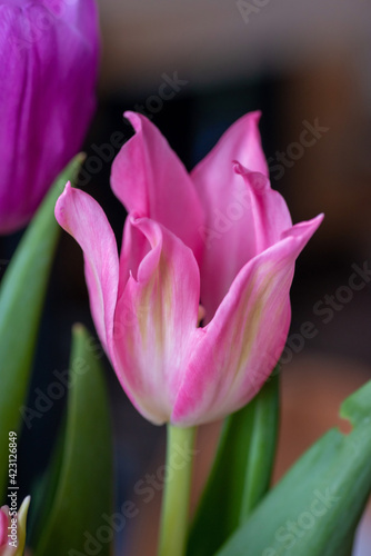 Pink tulip cultivar with many petals macro photography on a pink background of other tulips. 