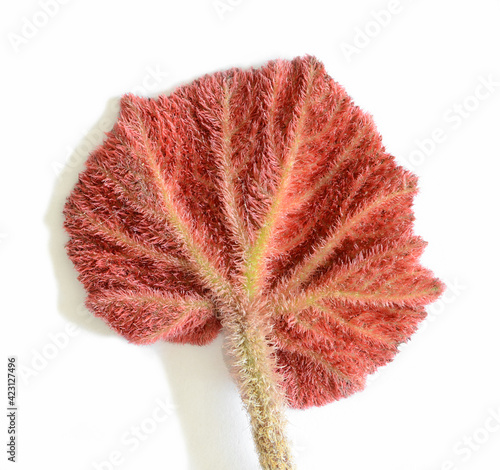 Begonia rex leaf  isolated on white background