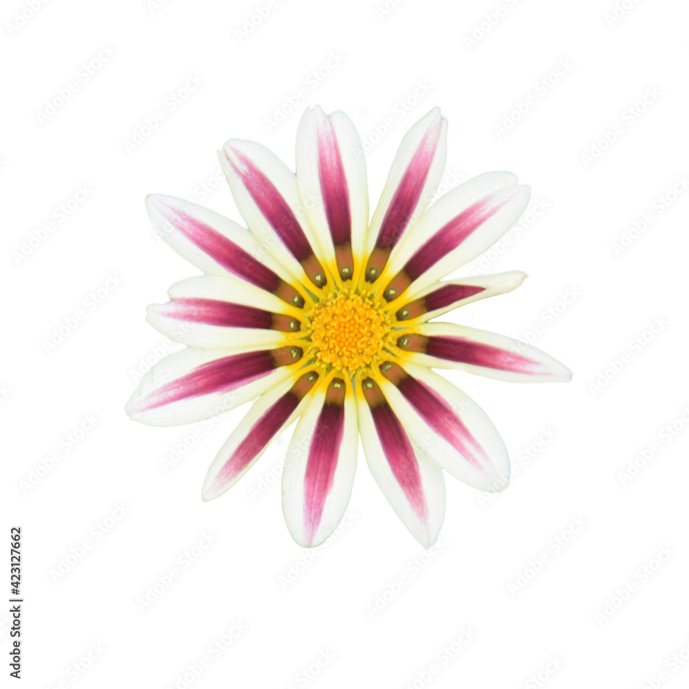 Top view  pink daisy flower Isolate on white background 