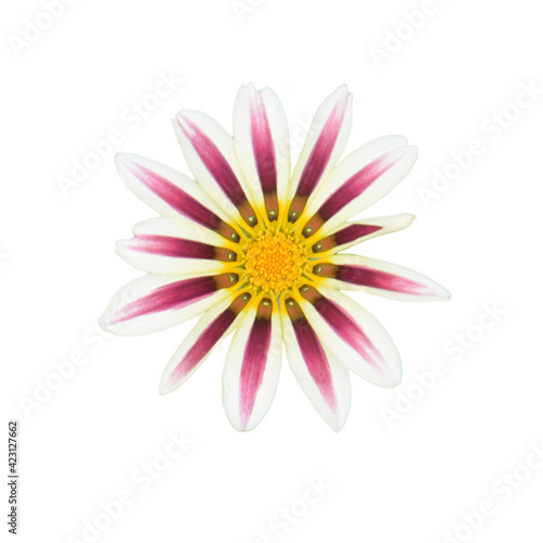 Top view  pink daisy flower Isolate on white background 