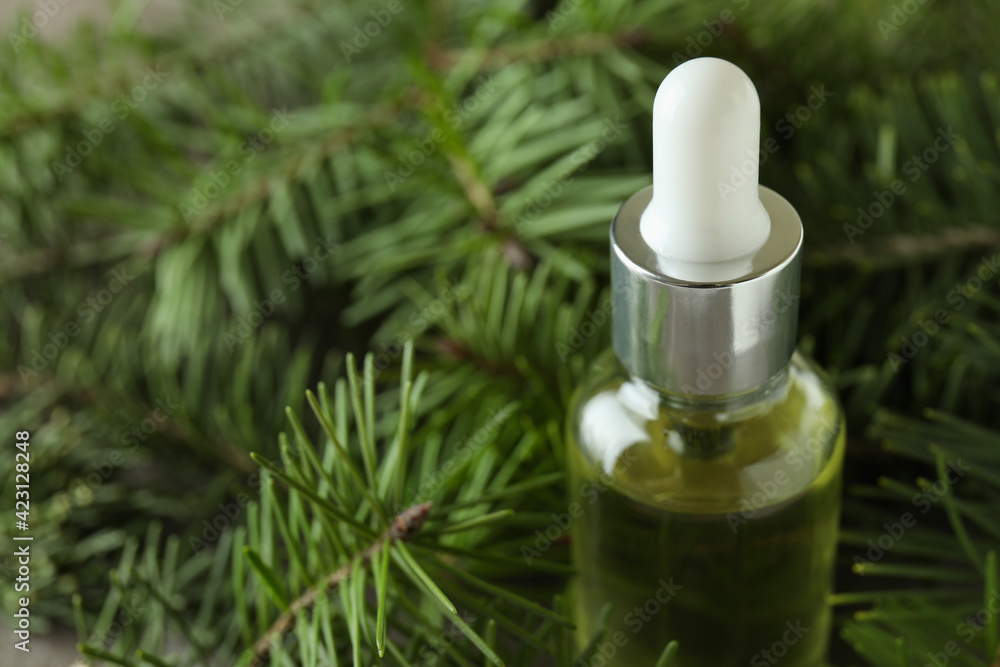 Bottle of pine oil and pine twigs, close up Bottle of pine oil and pine twigs, close up