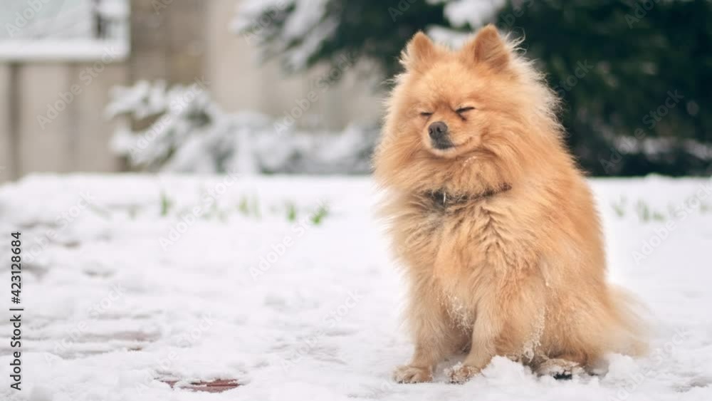 Pomeranian with yellow fur sitting on the snow on the backyard Pomeranian with yellow fur sitting on the snow on the backyard