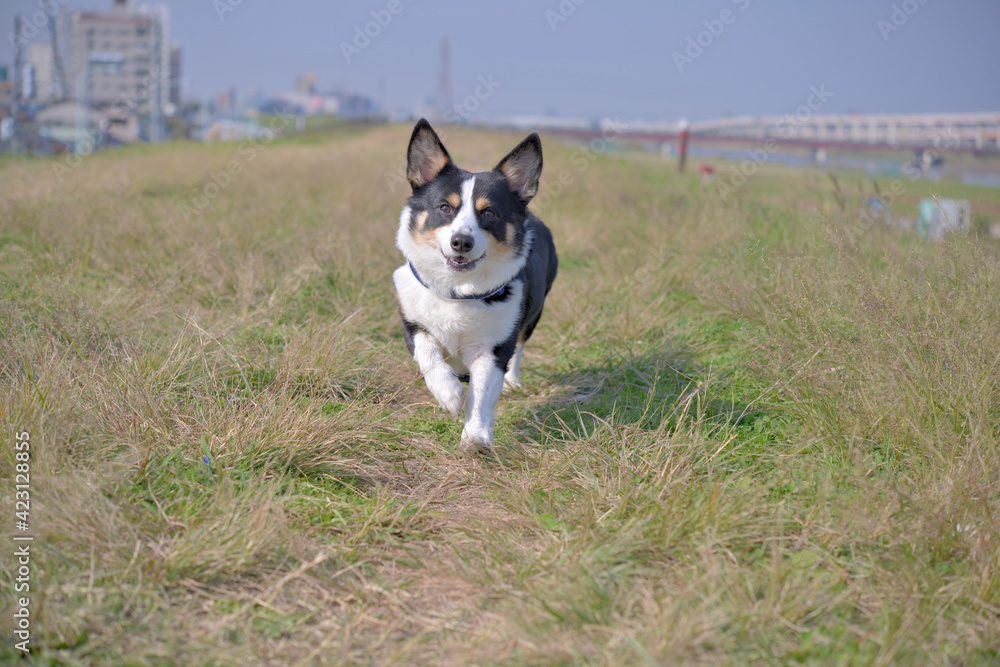 Black corgi dog running on the bank Black corgi dog running on the bank