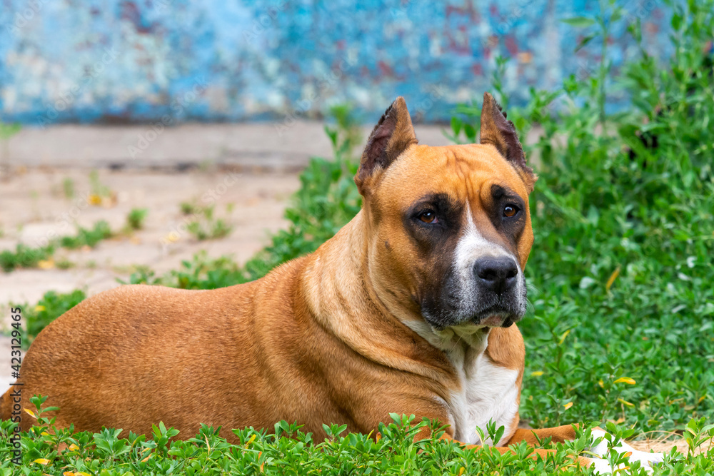 Closeup portrait of staffordshire terrier. American staffordshire in garden or park