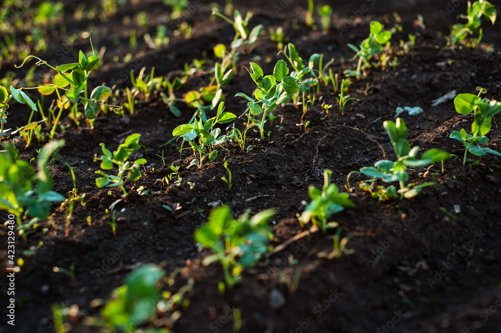 Young peas grow on the ground. Young peas grow on the ground.