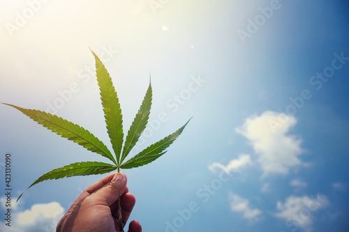 Marijuana leaves with a bright sky.