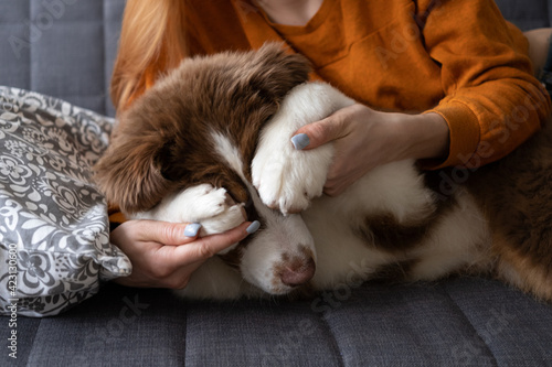 Womans hand covering cute red three colours Australian shepherd puppy dogs eyes