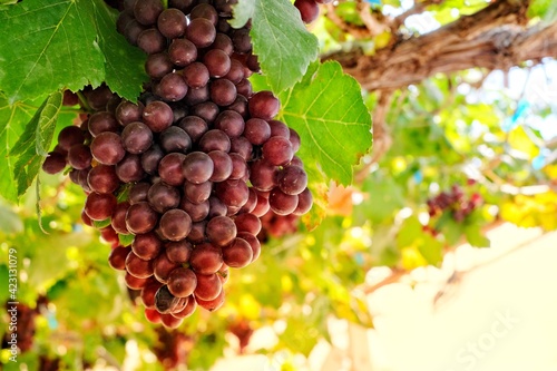Red grapes are ready for harvest.