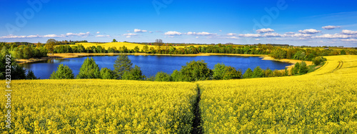kwitnienie rzepaku na Mazurach w północno-wschodniej Polsce