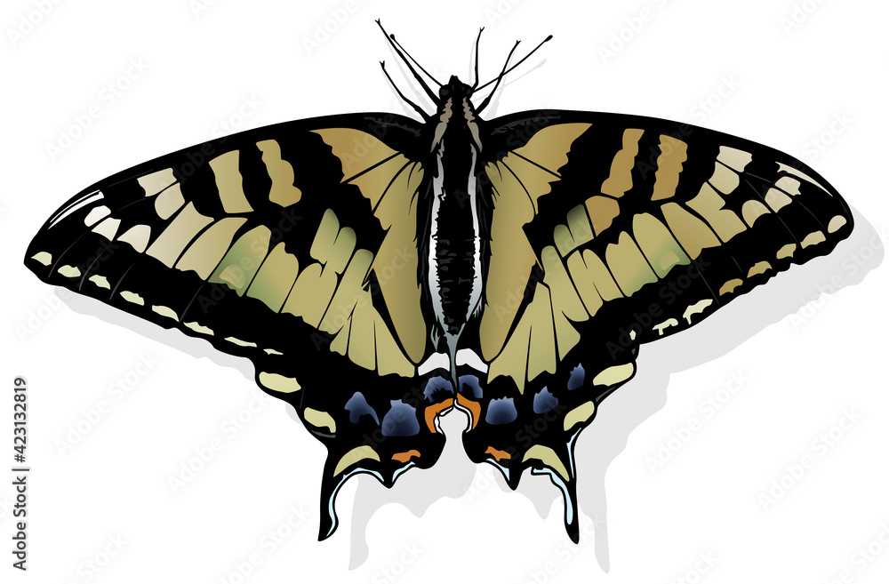 Eastern Tiger Swallowtail - Beautiful Butterfly Isolated on White Background, Vector Illustration Eastern Tiger Swallowtail - Beautiful Butterfly Isolated on White Background, Vector Illustration