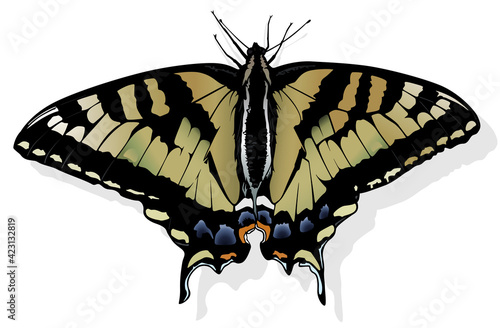 Eastern Tiger Swallowtail - Beautiful Butterfly Isolated on White Background, Vector Illustration