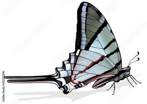 Zebra Swallowtail - Beautiful Butterfly Isolated on White Background, Vector Illustration