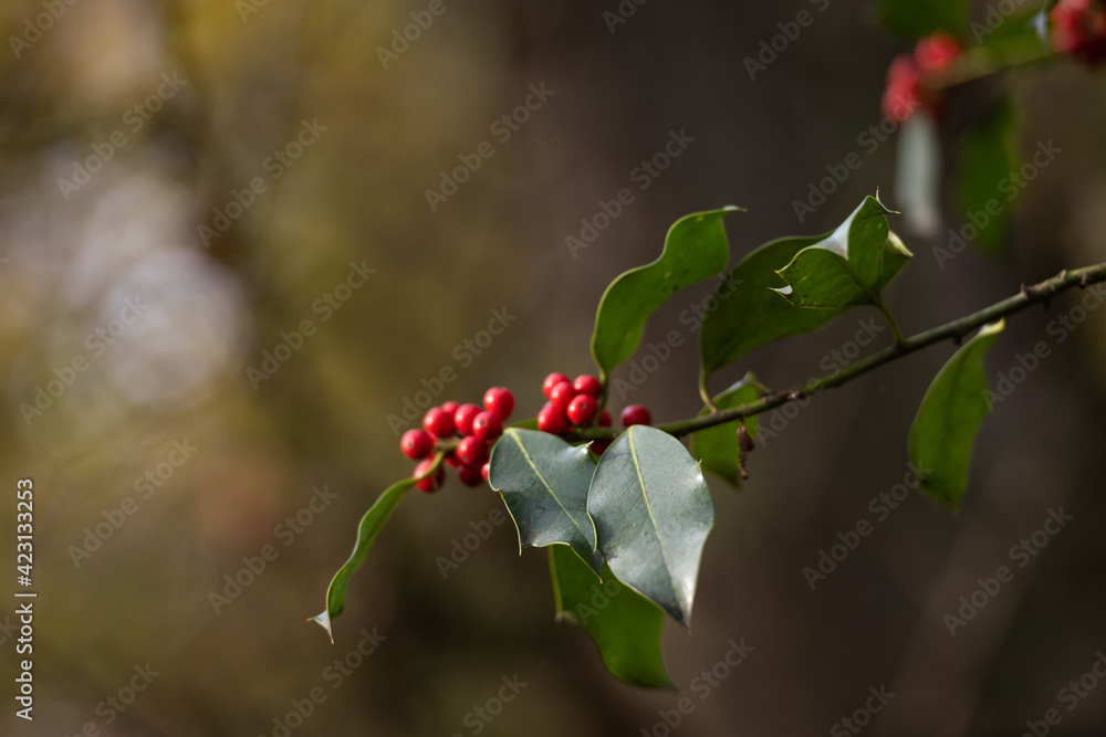 fruits rouge vif du houx fruits rouge vif du houx