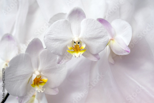 The branch of white orchids on white fabric background
