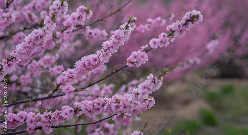 Sweet Cherry blossoms of warm spring. Fresh green tree leaves. Beautiful Japanese ornamental cherries in pink in close-up. Natural background.