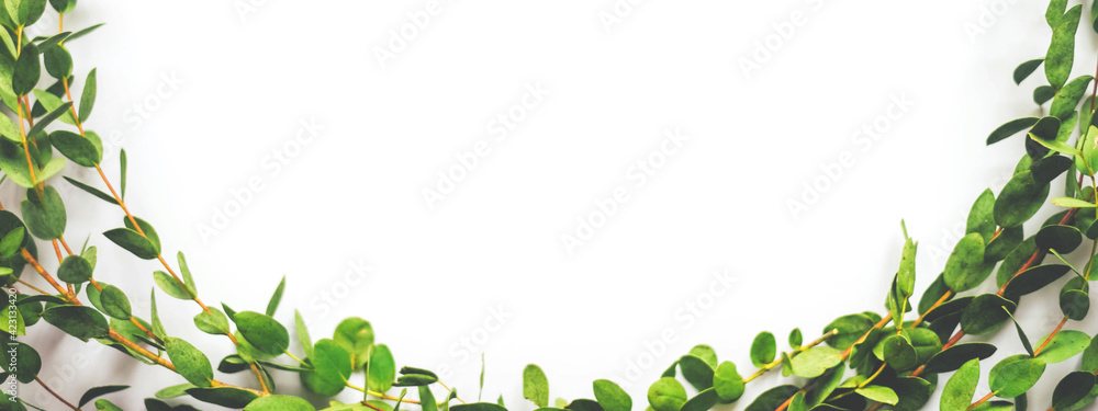 White background with twigs with small leaves.