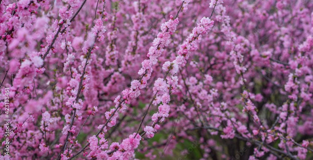 Spring blossom background. Beautiful nature scene with blooming tree. Spring flowers. Beautiful Orchard. Abstract blurred background. Springtime. Spring blossom background. Beautiful nature scene with blooming tree. Spring flowers. Beautiful Orchard. Abstract blurred background. Springtime.