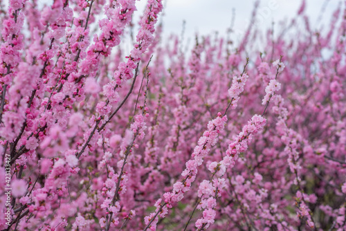 Sweet Cherry blossoms of warm spring. Fresh green tree leaves. Beautiful Japanese ornamental cherries in pink in close-up. Natural background.