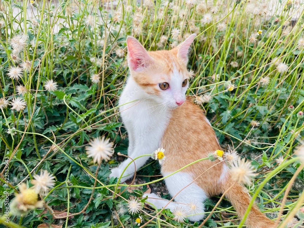 A ginger white kitten in the flower field.