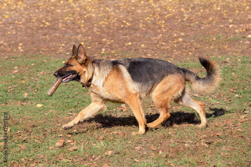 Cute german shepherd dog is running with stick in his teeth in the autumn park. Pet animals.