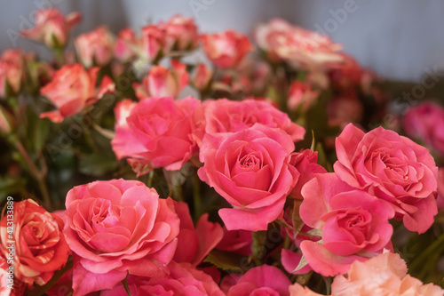 Pink roses close-up in a flower shop against the background of other plants and flowers. The concept of choosing and buying flowers. © Ольга Холявина
